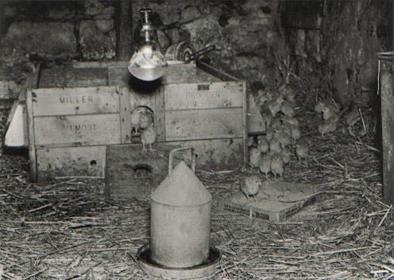 Millers Brooder - Almost Clucks 1953