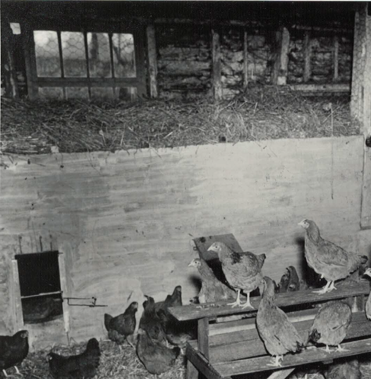 Nesting Box and wooden wall of Barn