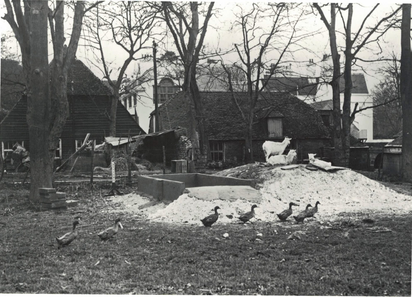 Duck Pond in Meadow with Goats