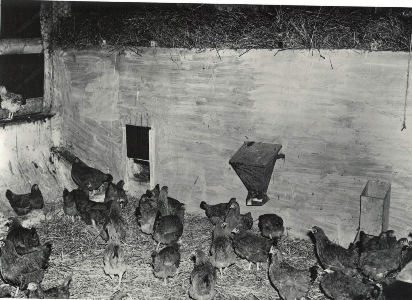 Dry Feed Bin