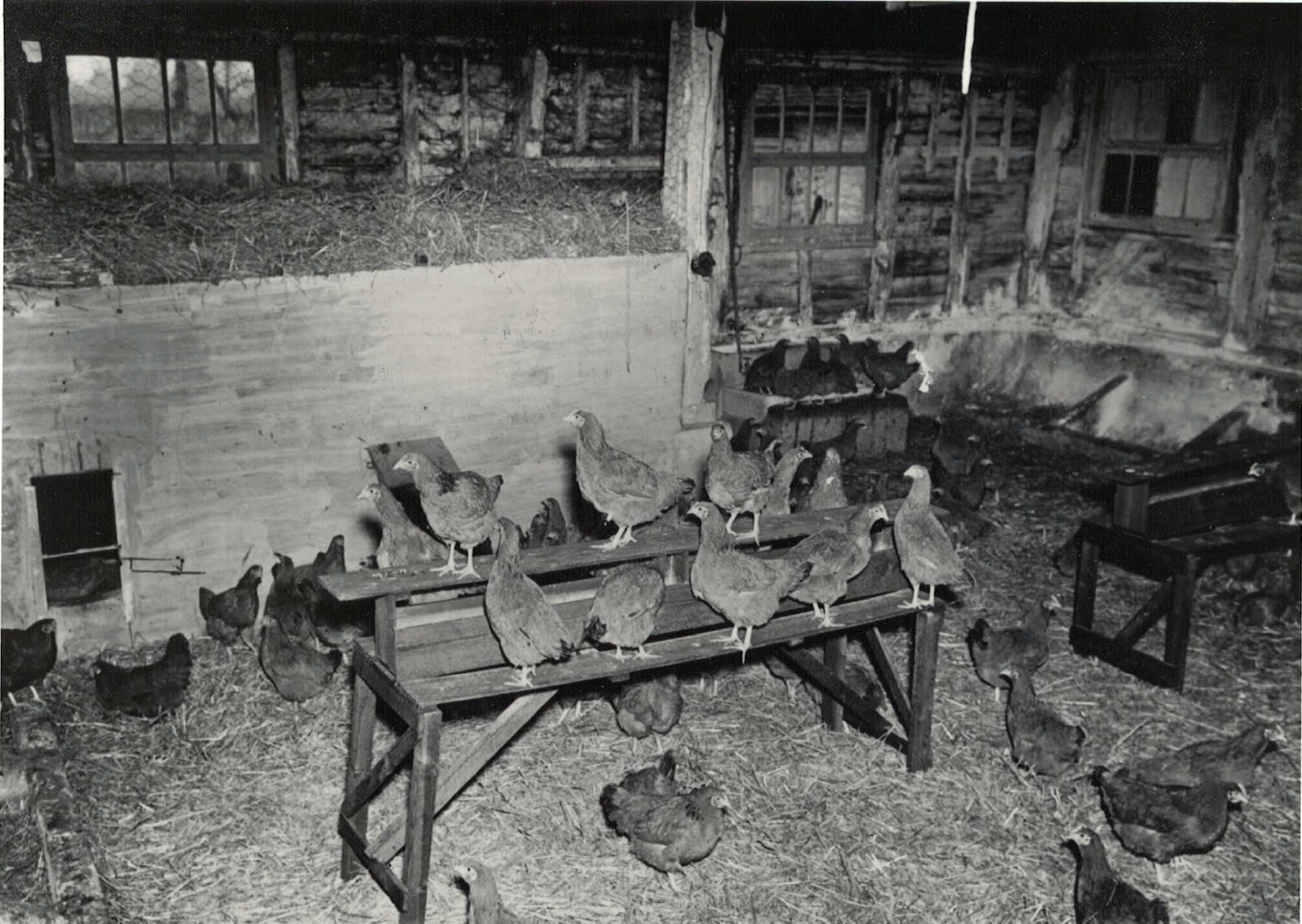 Nesting Room and Roosts