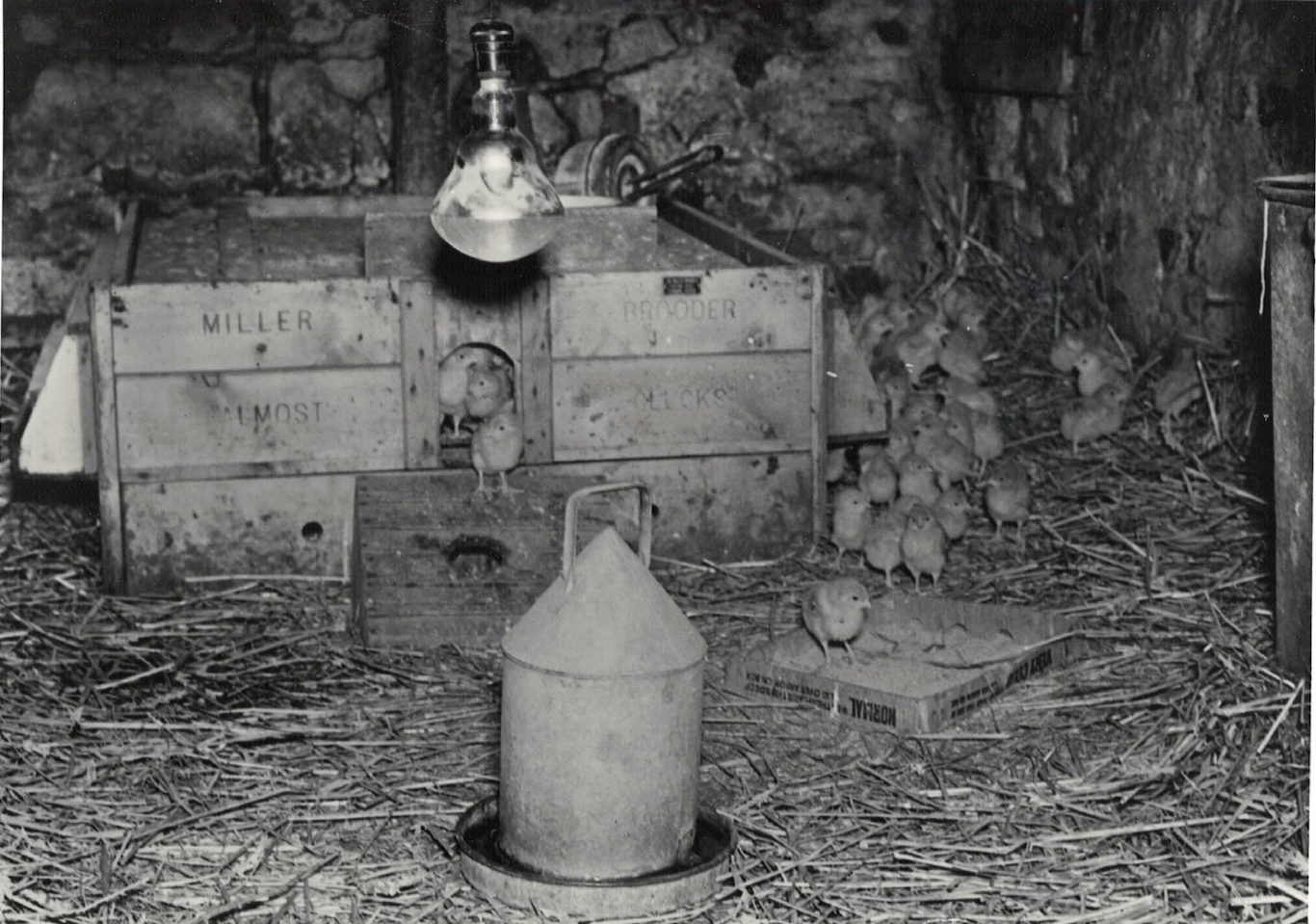 Millers Brooder "Almost Clucks"