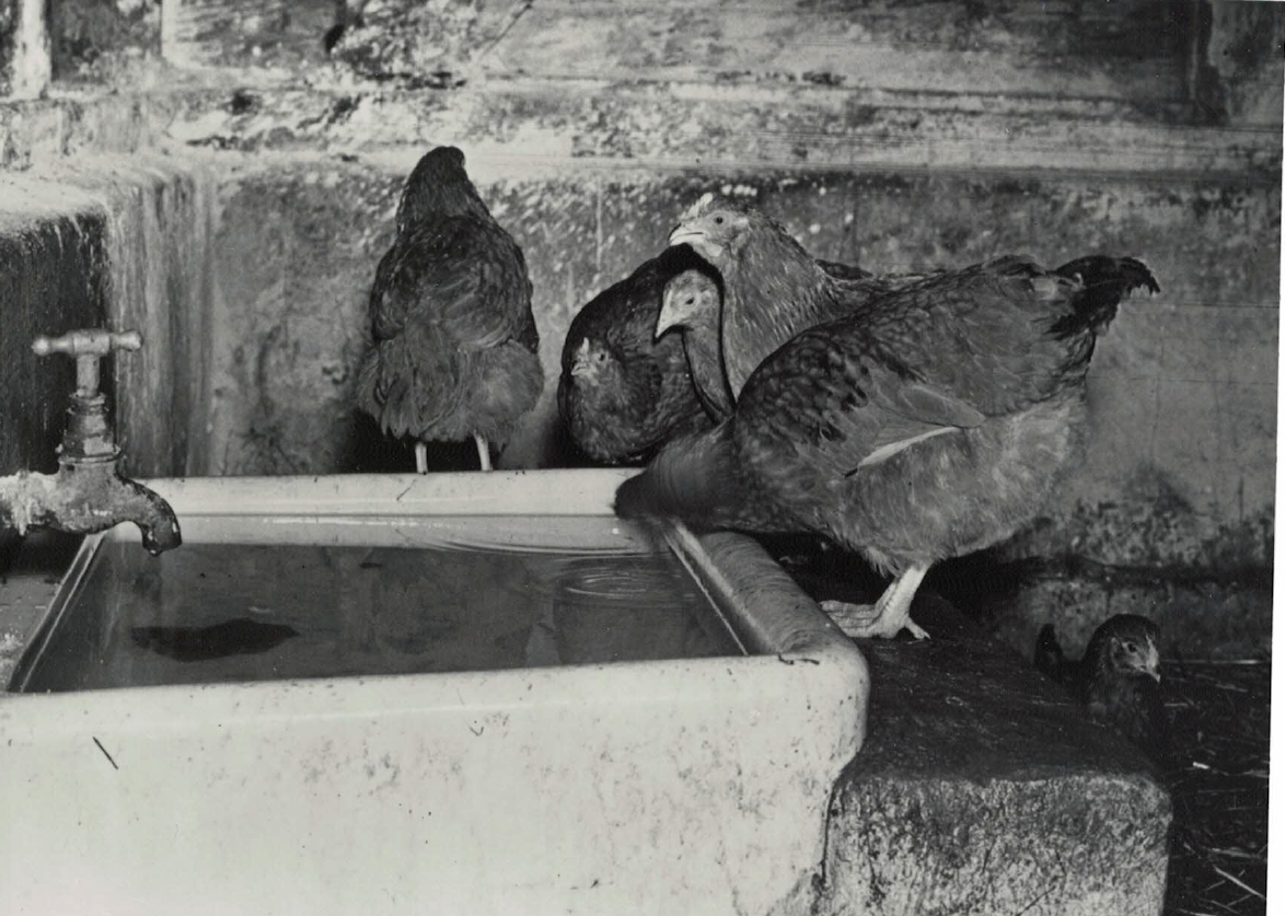 Hen Drinking Trough