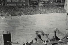 Nesting Box and wooden wall of Barn