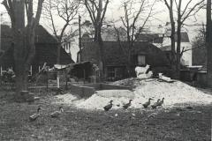 Duck Pond in Meadow with Goats