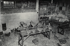 Nesting Room and Roosts