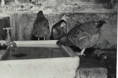 Hen Drinking Trough