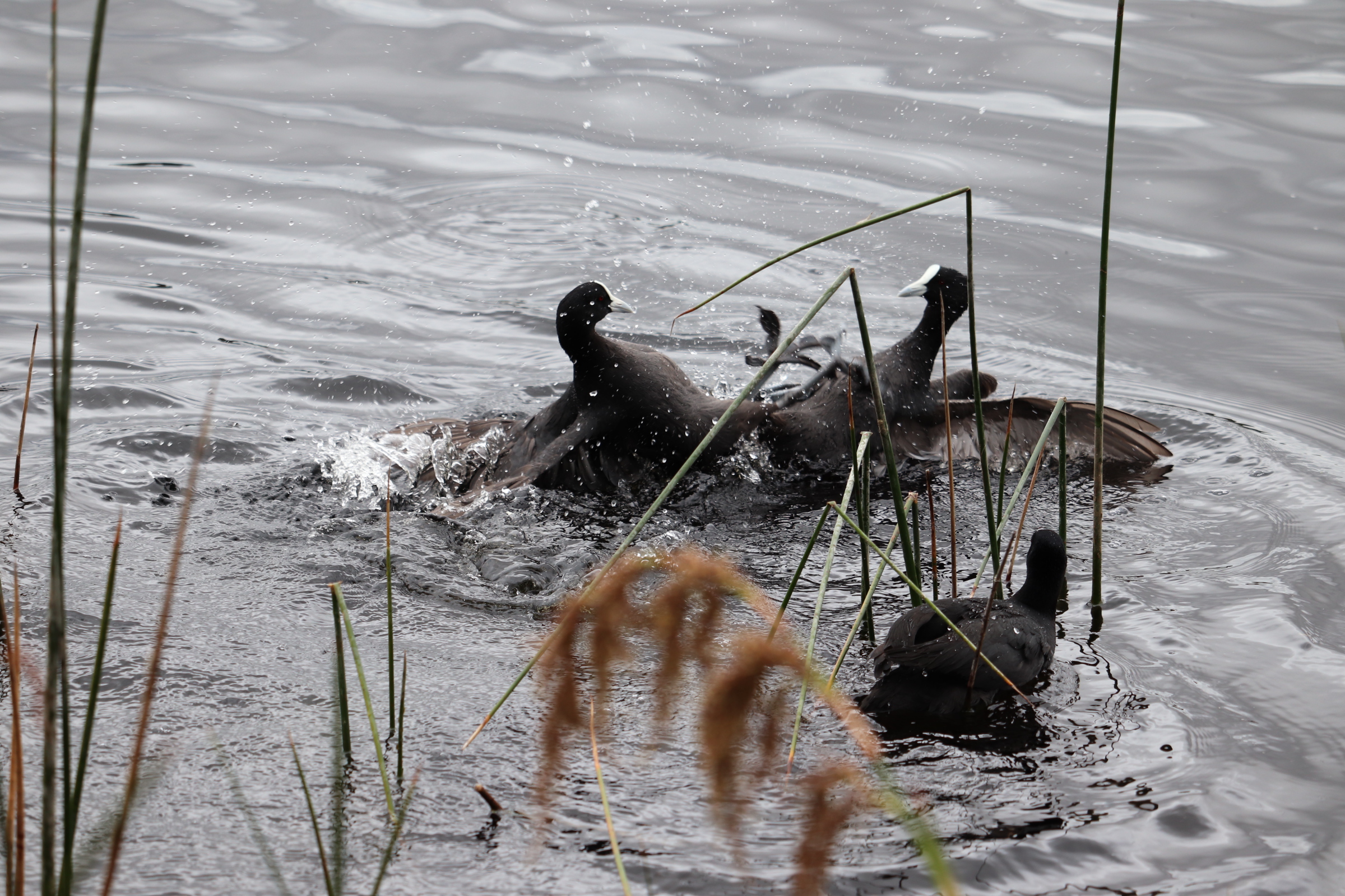 COOTS FIGHTING 3