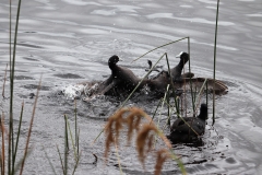 COOTS FIGHTING 3